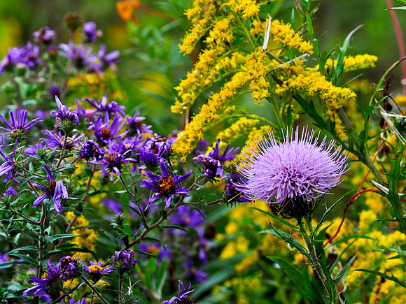 Fall prairie wildflowers