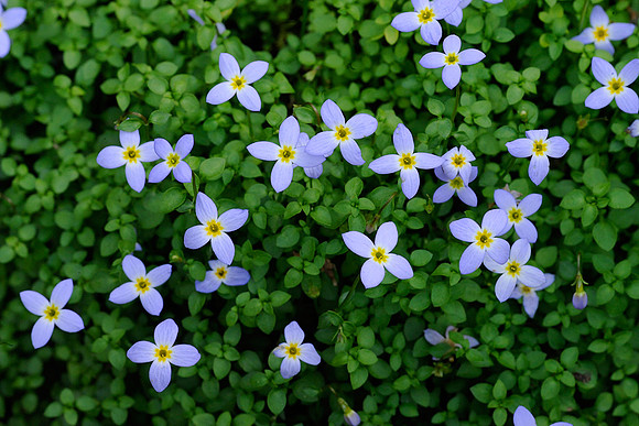 Bluets