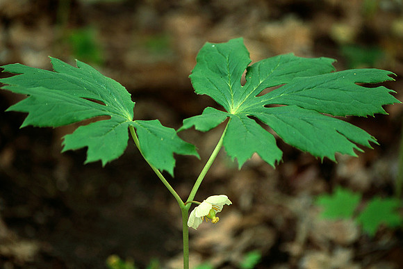 Mayapple
