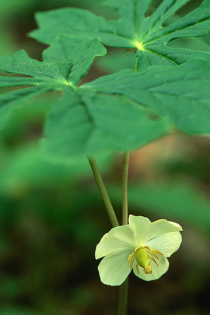 Mayapple