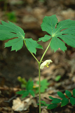 Mayapple