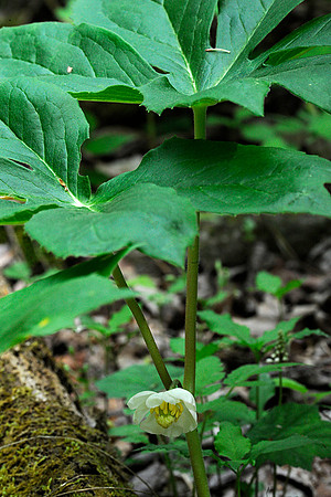 Mayapple
