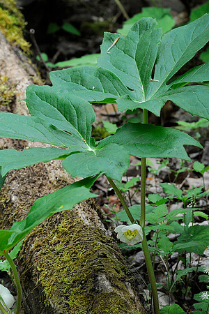 Mayapple