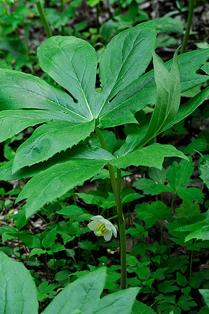 Mayapple