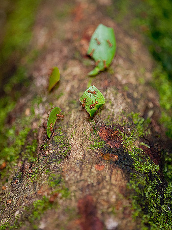 Leaf Cutter Ants