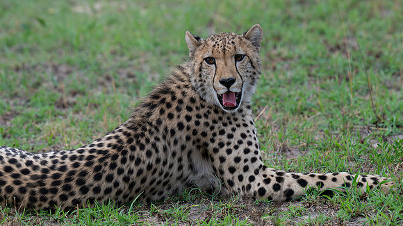 cheetah