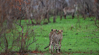 cheetahs planning a kill