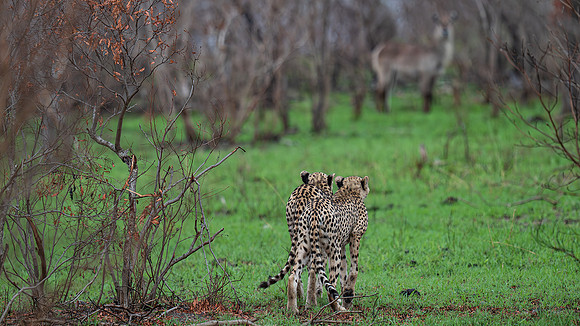 cheetahs planning a kill