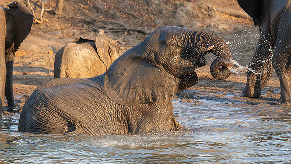 Elephant bath