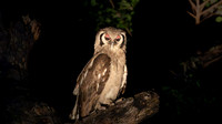 Verreaux Eagle Owl