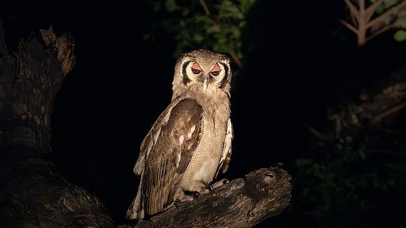 Verreaux Eagle Owl