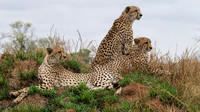 cheetahs on the lookout
