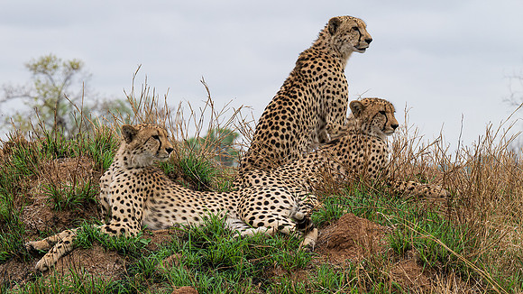 cheetahs on the lookout
