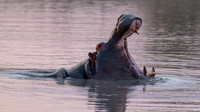 hippo