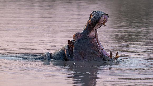 hippo