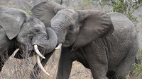 elephants sparring