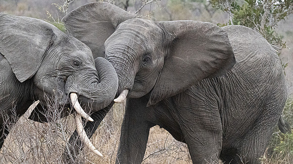 elephants sparring