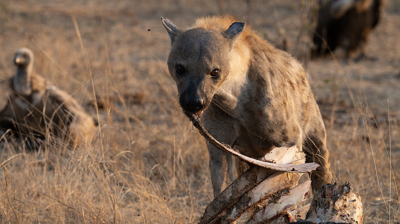 spotted hyena