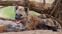 spotted hyena younster
