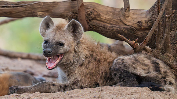 spotted hyena younster
