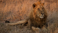 lion