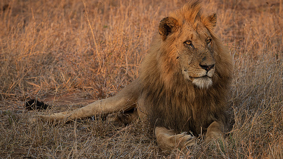 lion