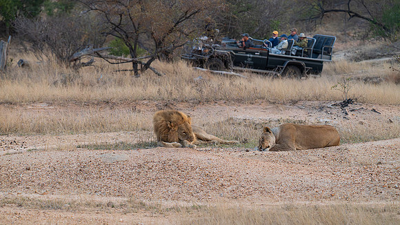 lion pair