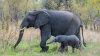 mom and baby elephant
