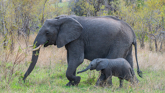 mom and baby elephant