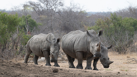 white rhino