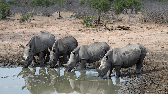 Rhinos drinking