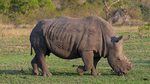 white rhino