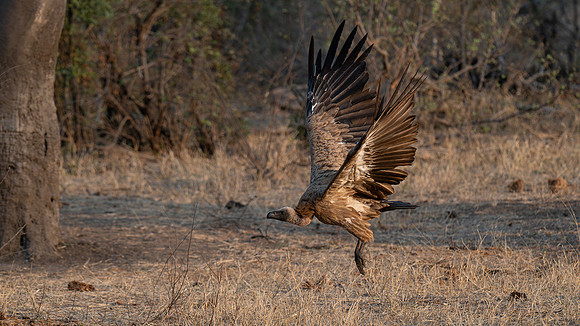 white backed vulture