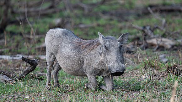 warthog