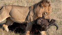 lion with kill