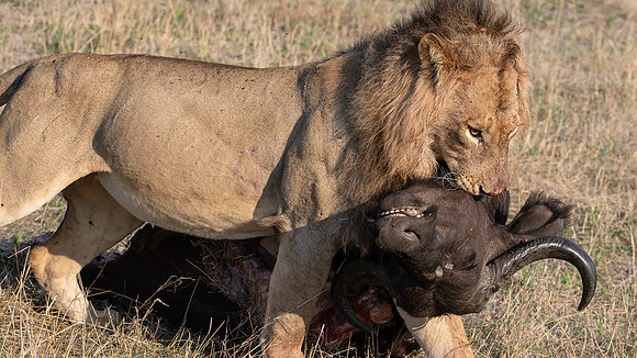 lion with kill