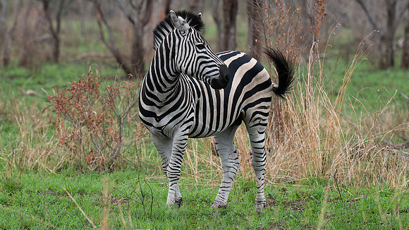 zebra