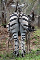 zebra