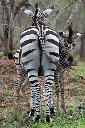 zebra