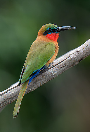 red throated bee eater