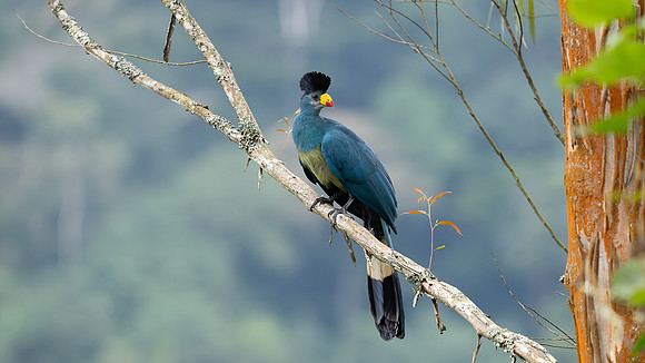 great blue turaco