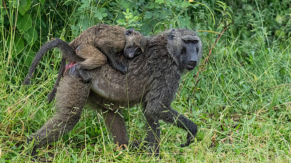 mother and baby Baboon