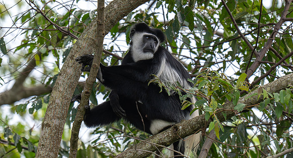 black and white Colobus monkey