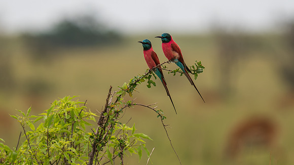 Carmine bee eaters