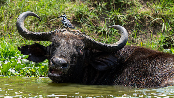 Pied Kingfisher on cape buffalo