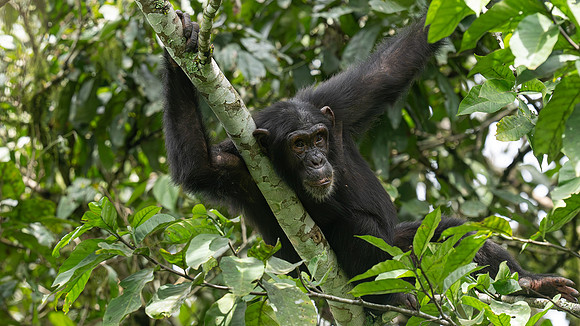 chimpanzee
