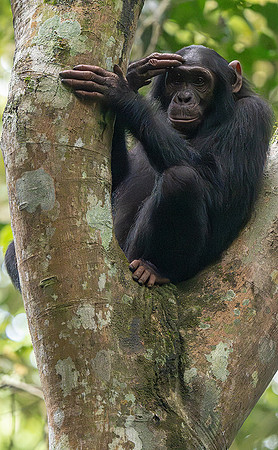 chimpanzee