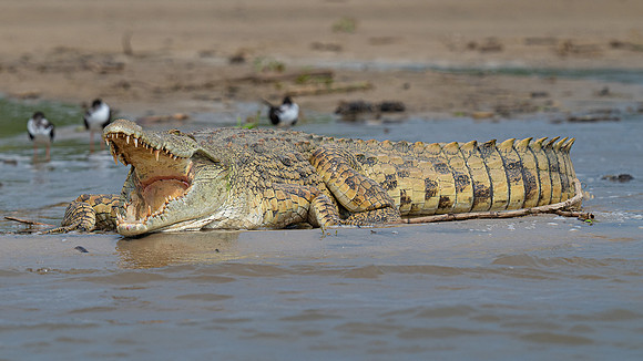 Nile Crocodile
