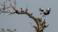 Crowned Crane