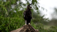 long crested eagle